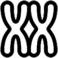 UI Xx Chromosomes Vector SVG Line Icon